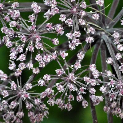 Angelica sylvestris 'Vicar's Mead' - Bosengelwortel