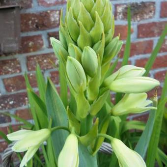 Galtonia viridiflora