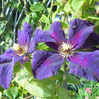 Clematis viticella 'Polish Spirit'