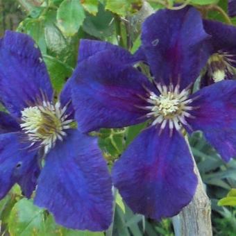 Clematis viticella 'Polish Spirit'