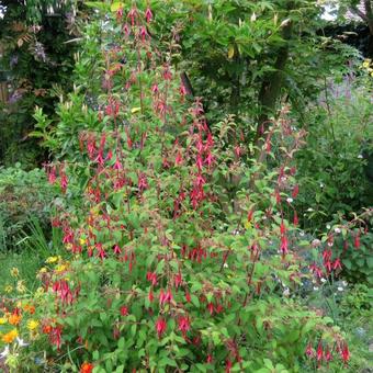 Fuchsia magellanica var. gracilis