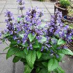 Nepeta nervosa 'Neptune' - Kattekruid