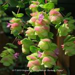 Origanum rotundifolium 'Barbara Tingey' - Marjolein, hopmarjolein