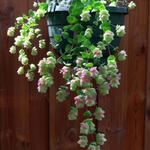 Origanum rotundifolium 'Barbara Tingey' - Marjolein, hopmarjolein