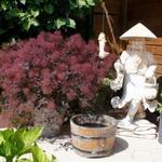 Cotinus coggygria 'Dusky Maiden' - Pruikenboom - Cotinus coggygria 'Dusky Maiden'