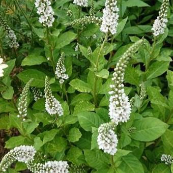 Lysimachia fortunei 'Candela'