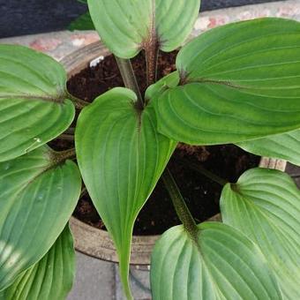 Hosta 'Purple Heart'