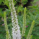 Veronica longifolia 'Alba' - Ereprijs - Veronica longifolia 'Alba'