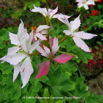 Pelargonium x hortorum 'Vectis Glitter' (stellartype)