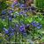 Agapanthus campanulatus 'Oxford Blue'