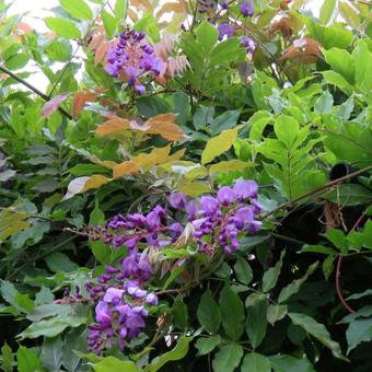 Wisteria sinensis 'Amethyst'