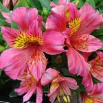 Alstroemeria 'LITTLE MISS Rosalind' - Incalelie