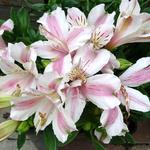 Alstroemeria 'LITTLE MISS Sophie' - Incalelie