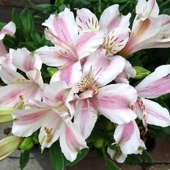 Alstroemeria 'LITTLE MISS Sophie'