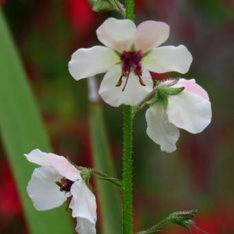 Verbascum blattaria f. albiflorum