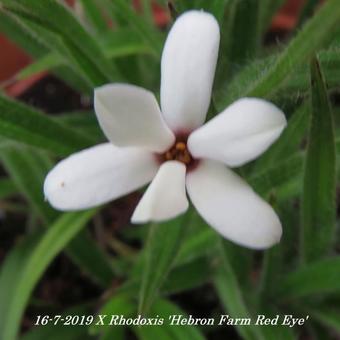 X Rhodoxis 'Hebron Farm Red Eye'