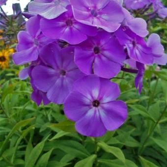 Phlox paniculata 'Amethyst'