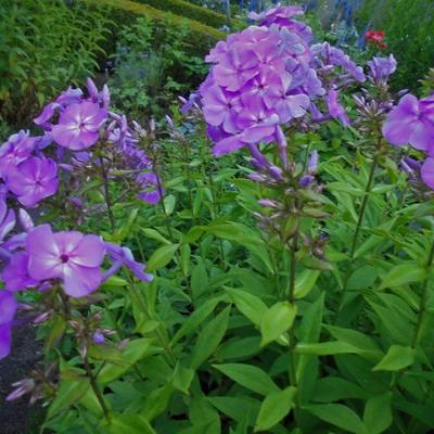 Floks, vlambloem - Phlox paniculata 'Amethyst'