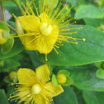 Hypericum 'MIRACLE Blossom' - Hertshooi