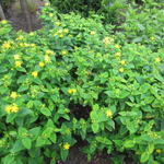 Hypericum 'MIRACLE Blossom' - Hertshooi