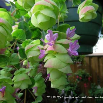 Origanum rotundifolium 'Barbara Tingey'