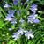 Agapanthus africanus 'Peter Pan'