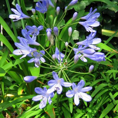 Afrikaanse lelie - Agapanthus africanus 'Peter Pan'