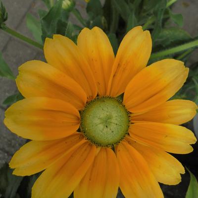 Zonnehoed - Rudbeckia hirta 'Prairie Sun'