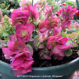 Origanum x hybrida 'Kirigami'