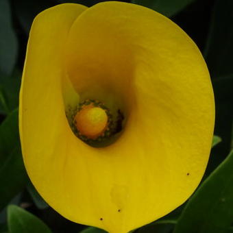 Zantedeschia elliottiana