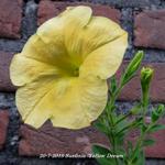 Surfinia 'Yellow Dream' - Hangpetunia