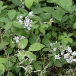 Rubus fruticosus - Gewone braam