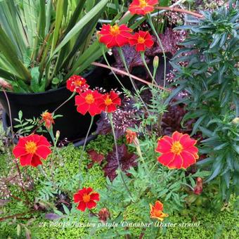 Tagetes patula 'Cinnabar' (Dixter strain)