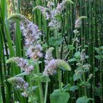 Mentha rotundifolia  - Appelmunt