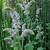 Mentha rotundifolia