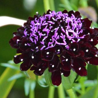 Scabiosa atropurpurea 'Black Knight'