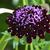 Scabiosa atropurpurea 'Black Knight'