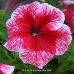 Surfinia 'Hot Red' - Hangpetunia