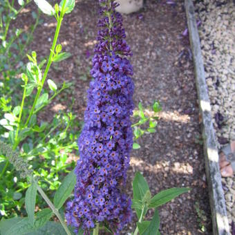 Buddleja davidii ’Nanho Blue’