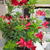 Mandevilla 'SUNDAVILLE Red'