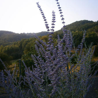 Perovskia atriplicifolia 'Blue Spire'