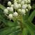 Asclepias incarnata 'Ice Ballet'