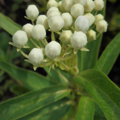 Zijdeplant - Asclepias incarnata 'Ice Ballet'