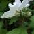 Hibiscus syriacus 'Lady Stanley'