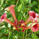 Campsis radicans 'Flamenco' - Trompetklimmer