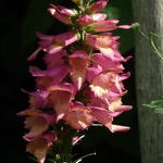 Digitalis x valinii 'Foxlight Rose Ivory' - Vingerhoedskruid