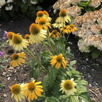 Echinacea purpurea 'Cleopatra'