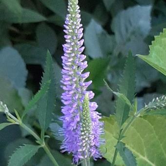 Veronica longifolia 'Blauriesin'