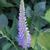 Veronica longifolia 'Blauriesin'