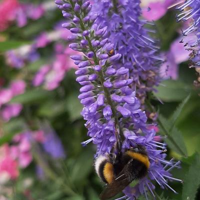 Ereprijs - Veronica longifolia 'Blauriesin'